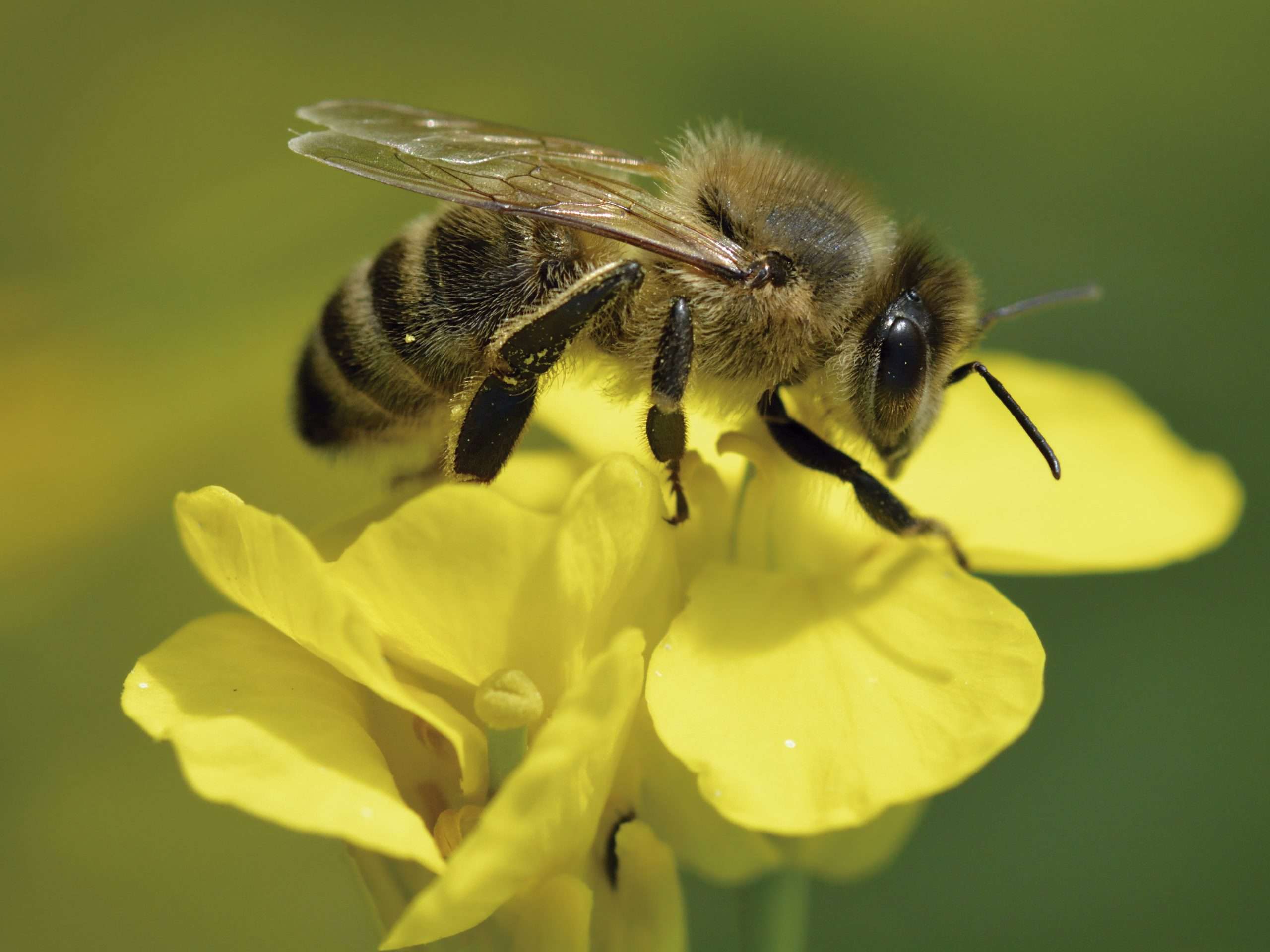 Un estudio de la Universidad de Extremadura investiga el efecto de los pesticidas en las colmenas